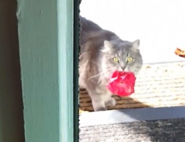 Кошка, которая дарит цветы